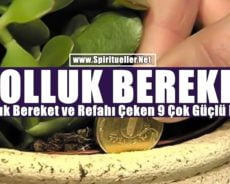 Bolluk Bereket ve Refahı Çeken Çok Güçlü 9 Bitki
