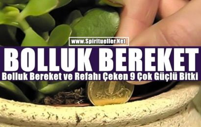 Bolluk Bereket ve Refahı Çeken Çok Güçlü 9 Bitki