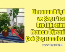 Limonun Büyülü ve Şaşırtıcı Özelliklerini Hemen Öğrenin… Çok Şaşıracaksınız!!!