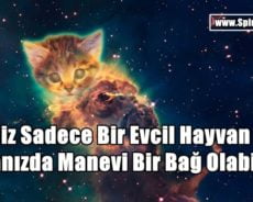 Kediniz Sadece Bir Evcil Hayvan Değil, Aranızda Manevi Bir Bağ Olabilir!