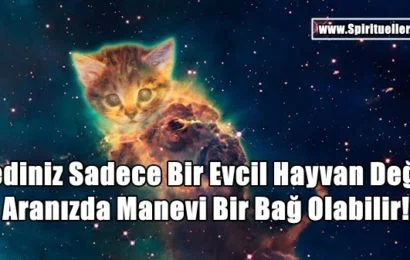 Kediniz Sadece Bir Evcil Hayvan Değil, Aranızda Manevi Bir Bağ Olabilir! Kediniz Sadece Bir Evcil Hayvan Değil, Aranızda Manevi Bir Bağ Olabilir!