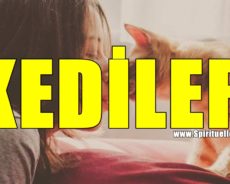 Kediler, Aklınızı, Bedeninizi Ve Ruhunuzu İyileştirebilen Doğal Empatlardır