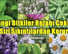 Hangi Bitkiler Refahı Çeker ve Sizi Sıkıntılardan Korur