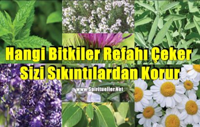 Hangi Bitkiler Refahı Çeker ve Sizi Sıkıntılardan Korur