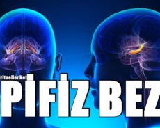 Epifiz Bezi, Kişi İle Yüksek Boyutlar Arasındaki Portaldır