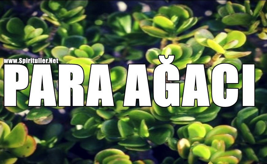 Evinizde Zenginlik Ve İyi Şans İster Misiniz? O Halde Evinizde Mutlaka Para Ağacı Bulundurun