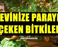 EVİNİZE PARAYI ÇEKEN BİTKİLER