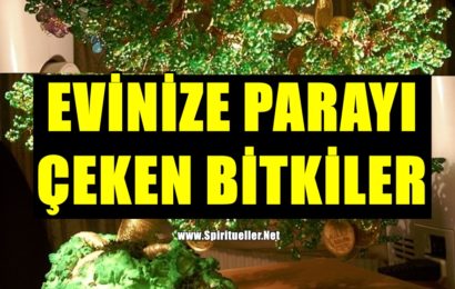 EVİNİZE PARAYI ÇEKEN BİTKİLER