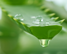 Aloe Vera Bitkisinin Faydaları ve Mistik Özellikleri