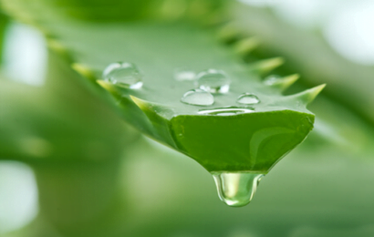 Aloe Vera Bitkisinin Faydaları ve Mistik Özellikleri