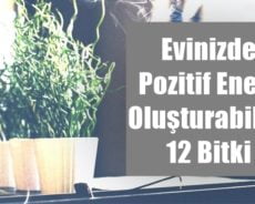 Evinizde Pozitif Enerji Oluşturabilen 12 Bitki