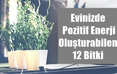 Evinizde Pozitif Enerji Oluşturabilen 12 Bitki