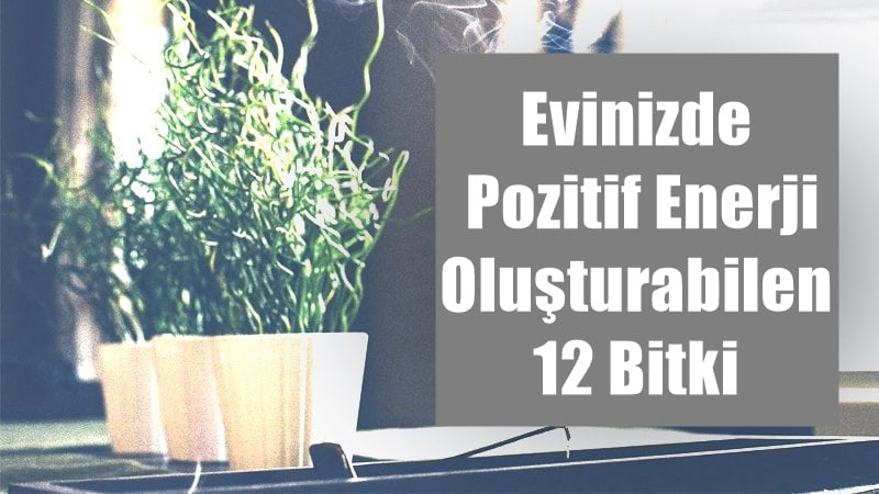 Evinizde Pozitif Enerji Oluşturabilen 12 Bitki