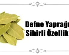 Defne Yaprağının Sihirli Özellikleri