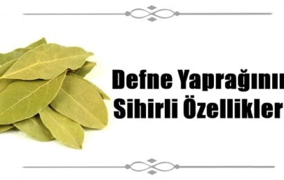 Defne Yaprağının Sihirli Özellikleri