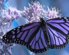 Kelebek Sembolizmi Sizi Şaşırtacak – Kelebekler Meleklerden Gelen İşaretler Mi?