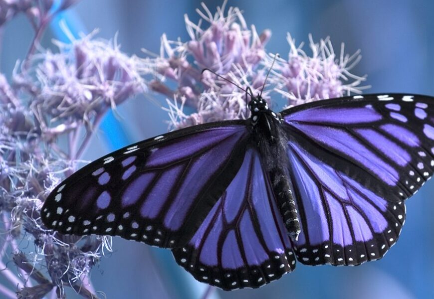 Kelebek Sembolizmi Sizi Şaşırtacak – Kelebekler Meleklerden Gelen İşaretler Mi?