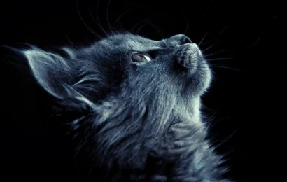 Sizi Seçen Bir Kedinin Manevi Önemi Sizi Seçen Bir Kedinin Manevi Önemi