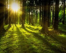 Güneş Işığının Enerjisi: Mutluluk, Güzellik Ve İyi Şans İçin Yaz Uygulamaları