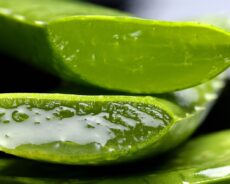 Aloe Vera’nın Hiç Bilmediğiniz Faydalı Özellikleri