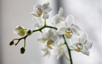 Orkidenin Bilinmeyen Faydaları Ve Büyülü Güçleri