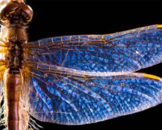 Yusufçuklar Derin Ve Önemli Bir Anlam Taşır: Onları Sık Sık Görüyor Musun?