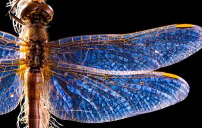 Yusufçuklar Derin Ve Önemli Bir Anlam Taşır: Onları Sık Sık Görüyor Musun?