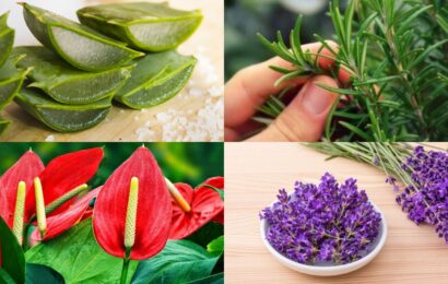 Yeşil Sağlık: Ruh Sağlığın İçin İyi Olan En İyi Bitkiler