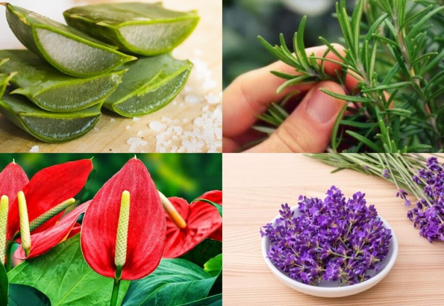 Yeşil Sağlık: Ruh Sağlığın İçin İyi Olan En İyi Bitkiler