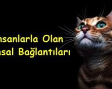 Kediler Ve İnsanlarla Olan Ruhsal Bağlantıları